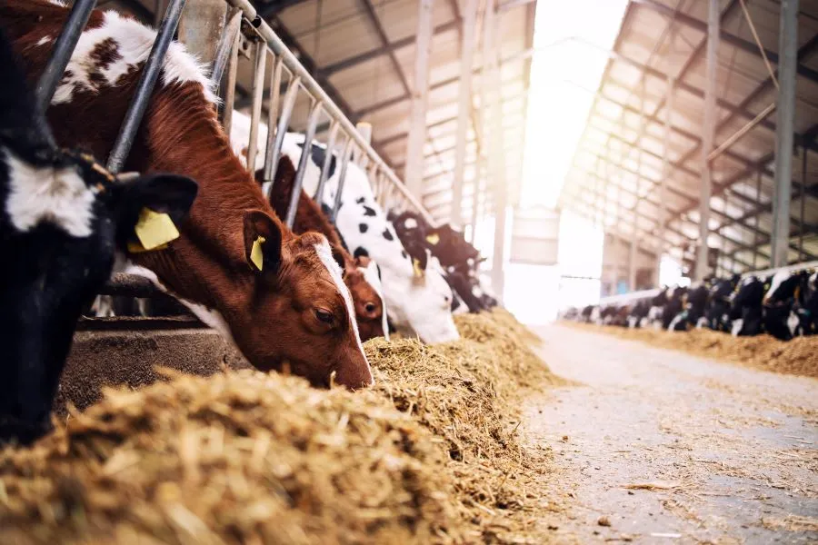Group of cows at cowshed eating hay or fodder on dairy farm.